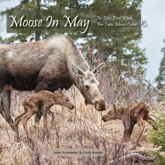 Moose In May: An Epic First Week For Twin Moose Calves
