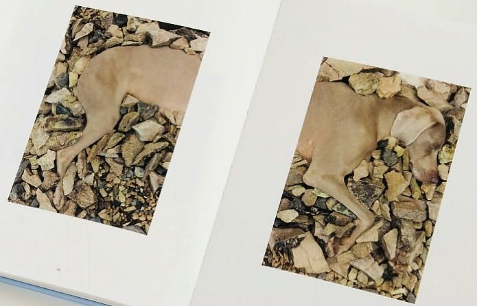 William Wegman: Dogs on Rocks