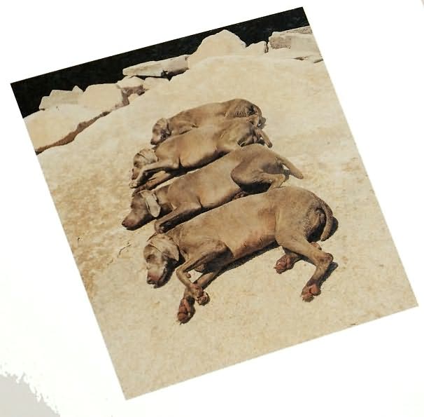 William Wegman: Dogs on Rocks