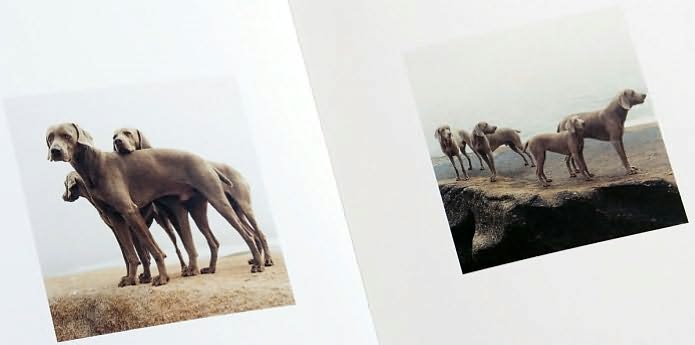 William Wegman: Dogs on Rocks
