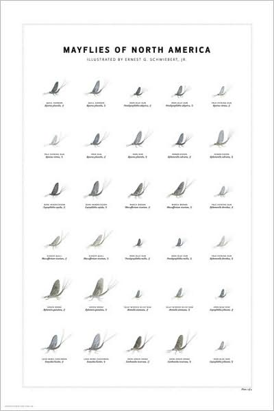 Mayflies of North America Print Set