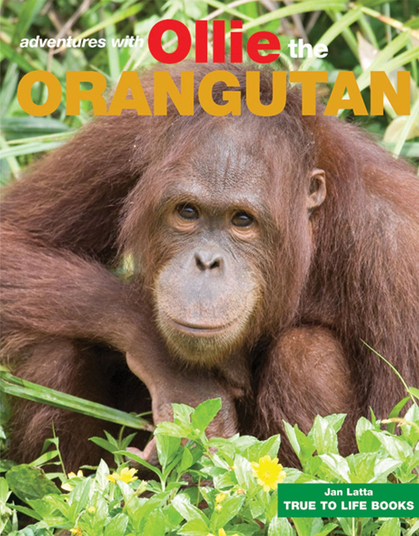 Ollie the Orangutan