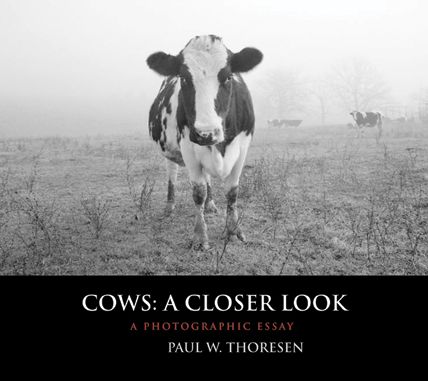 Cows: A Closer Look: A Photographic Essay