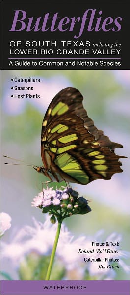 Butterflies of South Texas including the Lower Rio Grande Valley: A Guide to Common and Notable Species