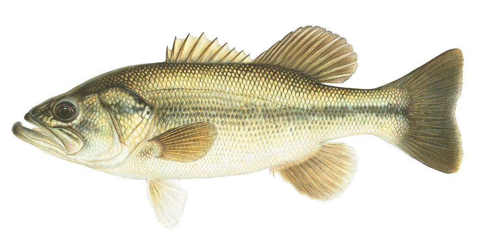 Freshwater Gamefish of North America Poster
