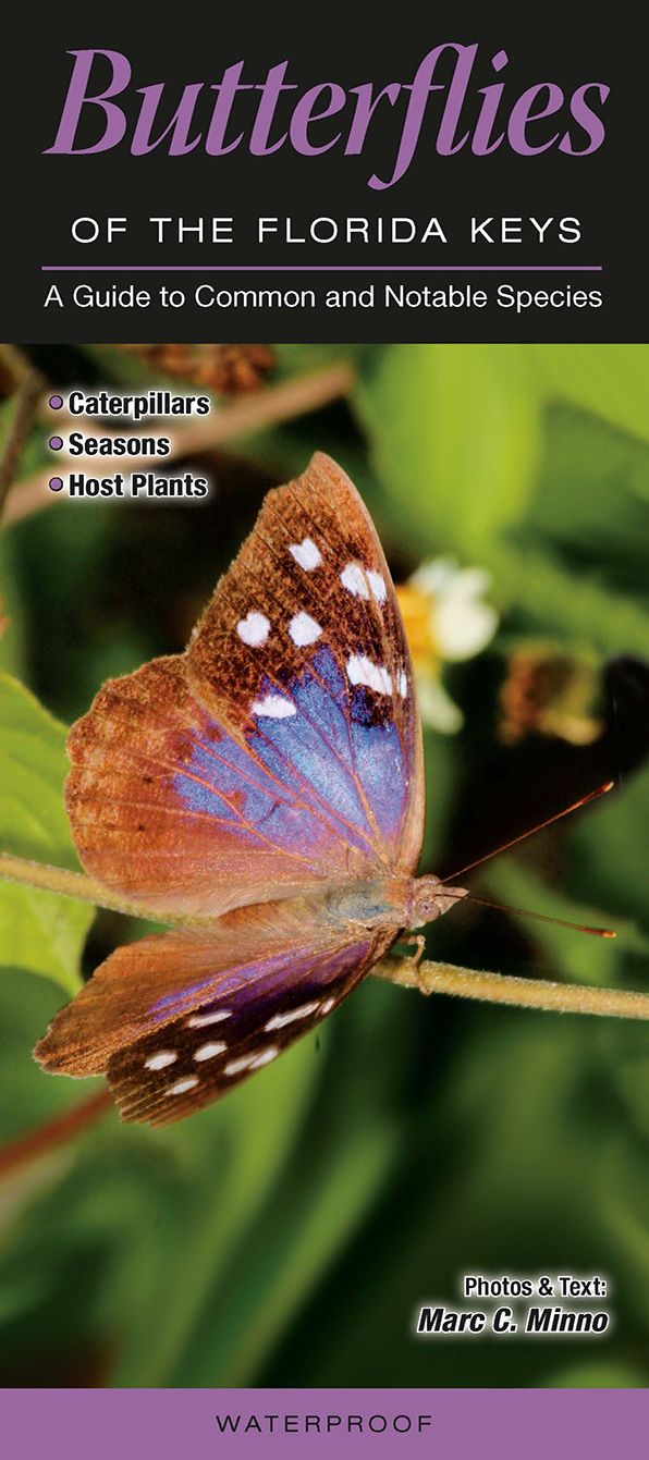 Butterflies of the Florida Keys: A Guide to Common and Notable Species