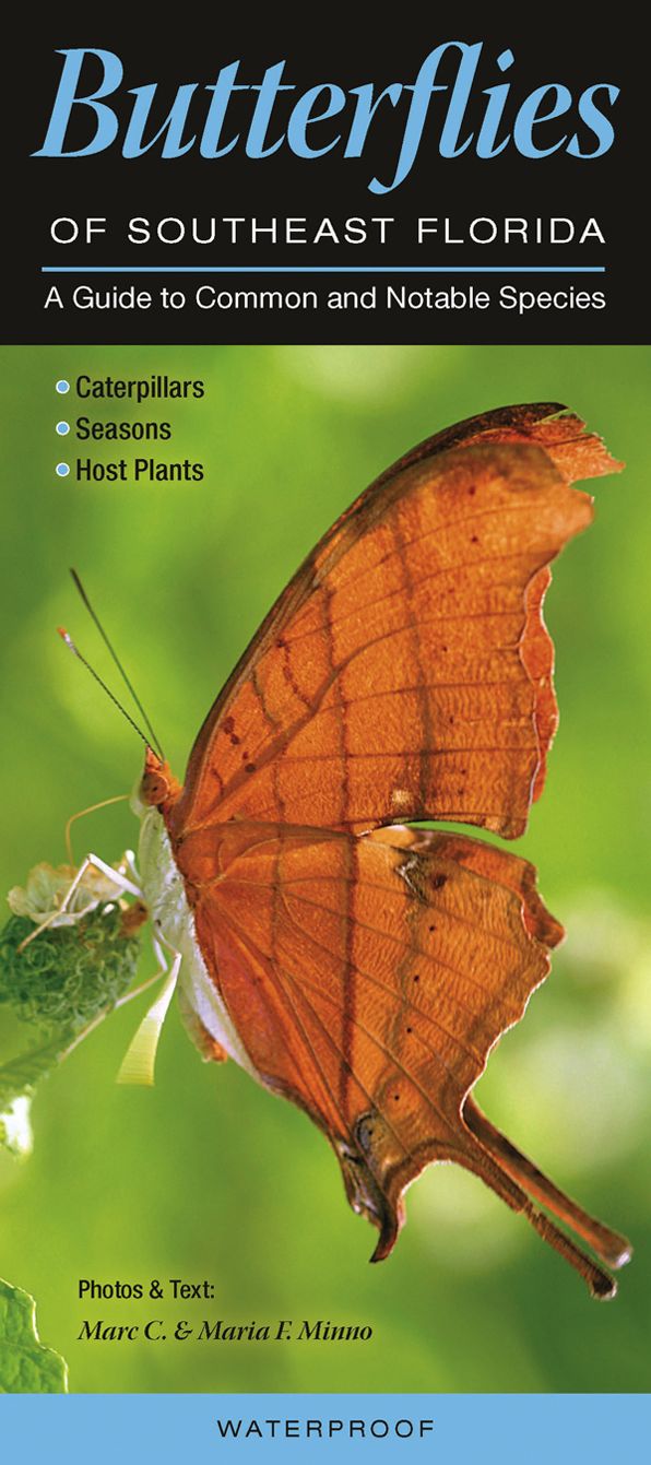 Butterflies of Southeast Florida: A Guide to Common and Notable Species