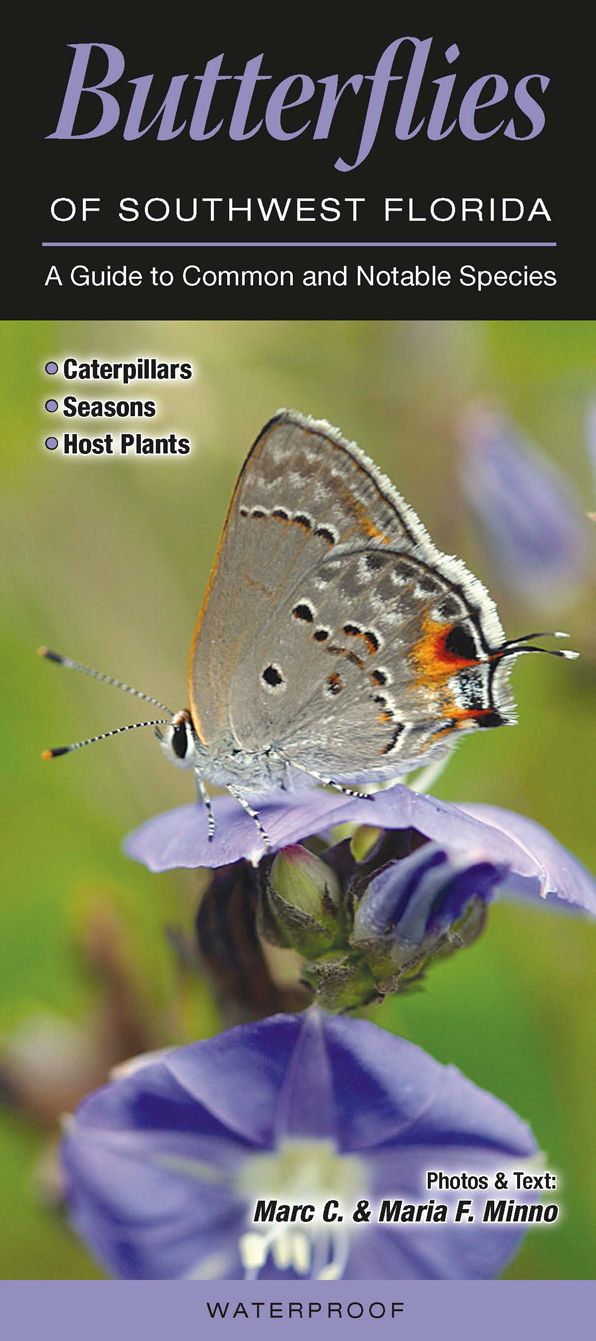 Butterflies of Southwest Florida: A Guide to Common and Notable Species