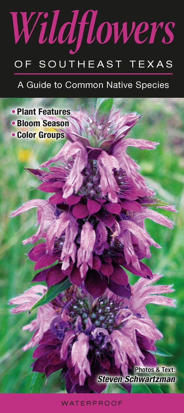 Wildflowers of Southeast Texas: A Guide to Common Native Species