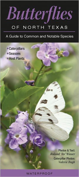 Butterflies of North Texas: A Guide to Common and Notable Species