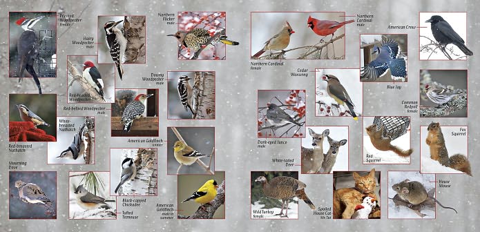 Tea with Lady Sapphire: Sharing the Love of Birds
