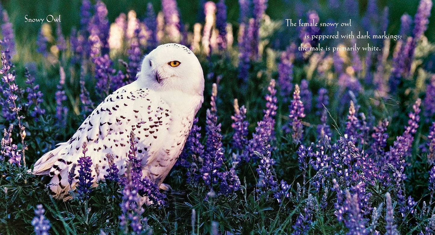 For the Love of Birds