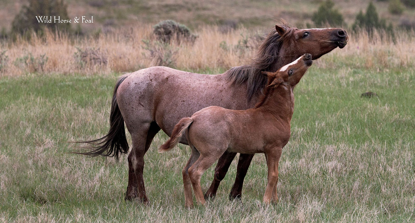 Babies of the Wild