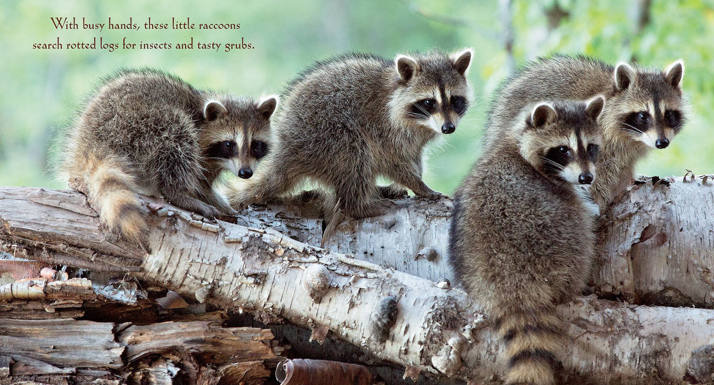 Babies of the Wild
