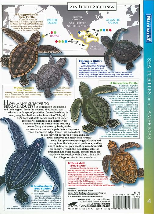 Sea Turtles-WEEKEND NATURALIST Field Guide