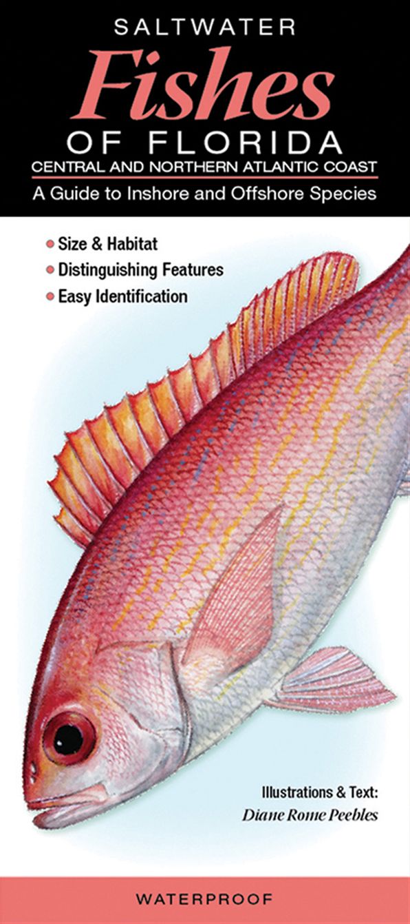 Saltwater Fishes of Florida Central and Northern Atlantic Coast: A Guide to Inshore and Offshore Species