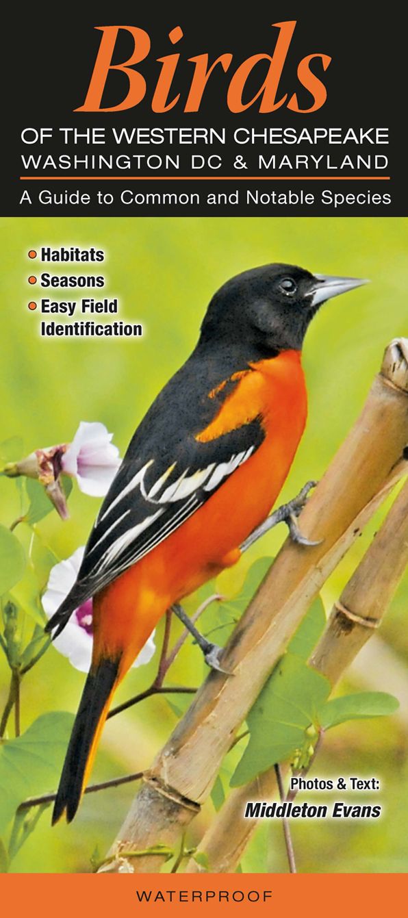 Birds of the Western Chesapeake - Washington DC and Marlyand: A Guide to Common and Notable Species