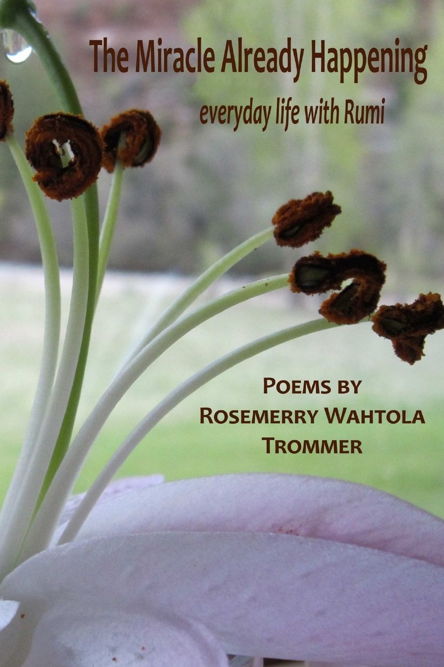 The Miracle Already Happening: Everyday life with Rumi