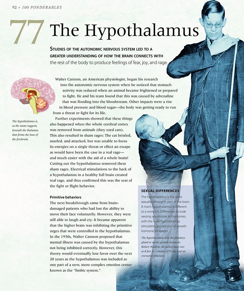 The Brain: An Illustrated History of Neuroscience (100 Ponderables)
