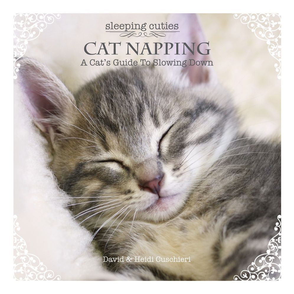 Cat Napping: A Cat's Guide to Slowing Down