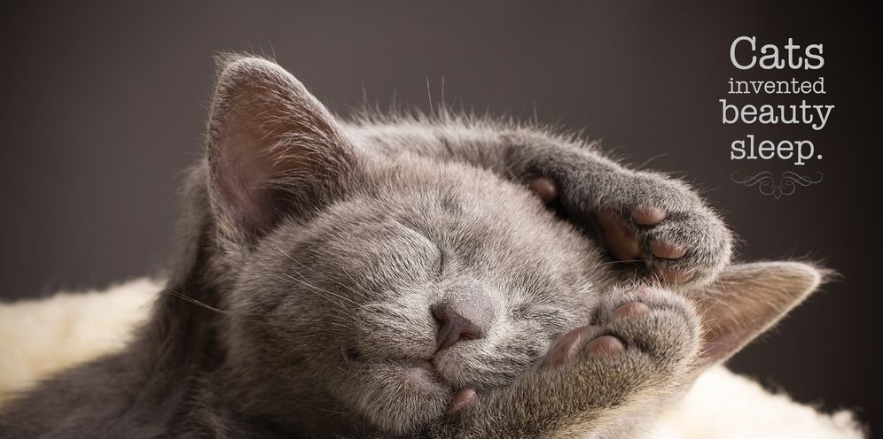 Cat Napping: A Cat's Guide to Slowing Down