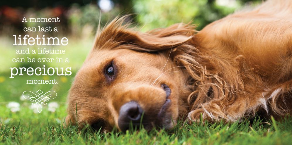 Doggie Dreaming: A Dog's Guide to Living in the Moment