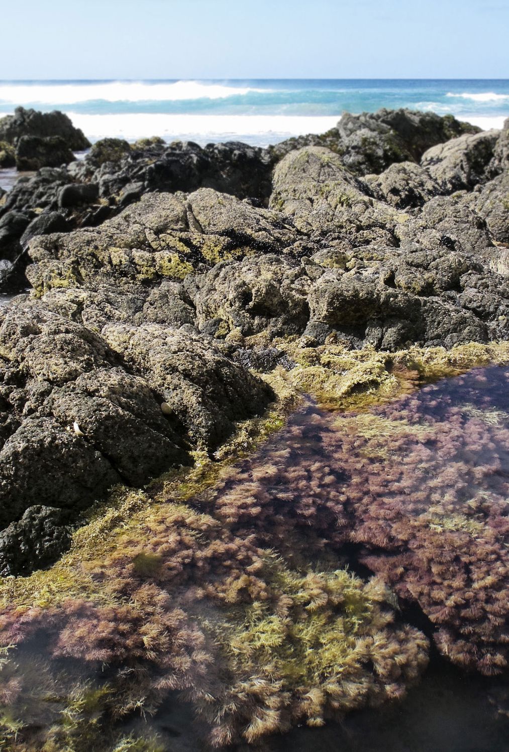 New Zealand Seaweeds: An Identification Guide