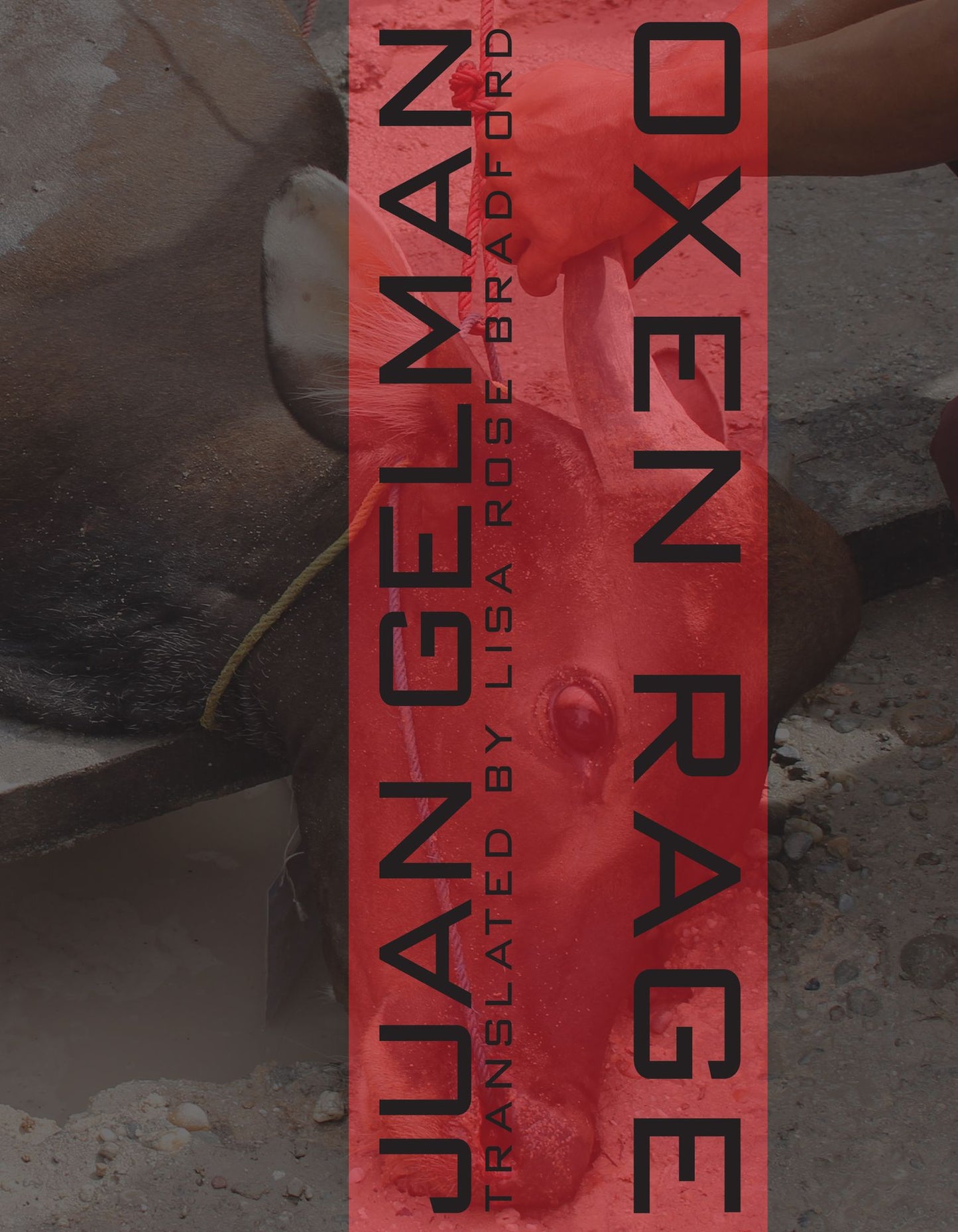 Oxen Rage