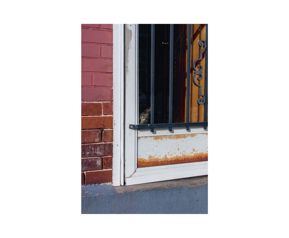 Ed Panar: Animals That Saw Me: Volume Two