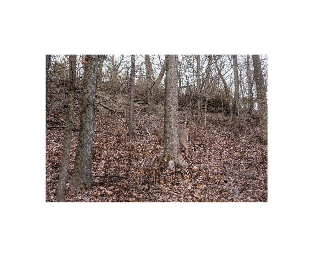 Ed Panar: Animals That Saw Me: Volume Two