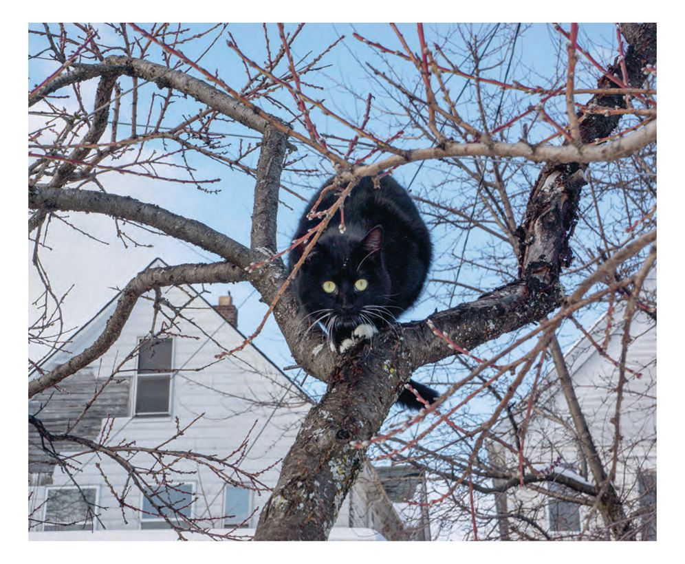 Ed Panar: Animals That Saw Me: Volume Two