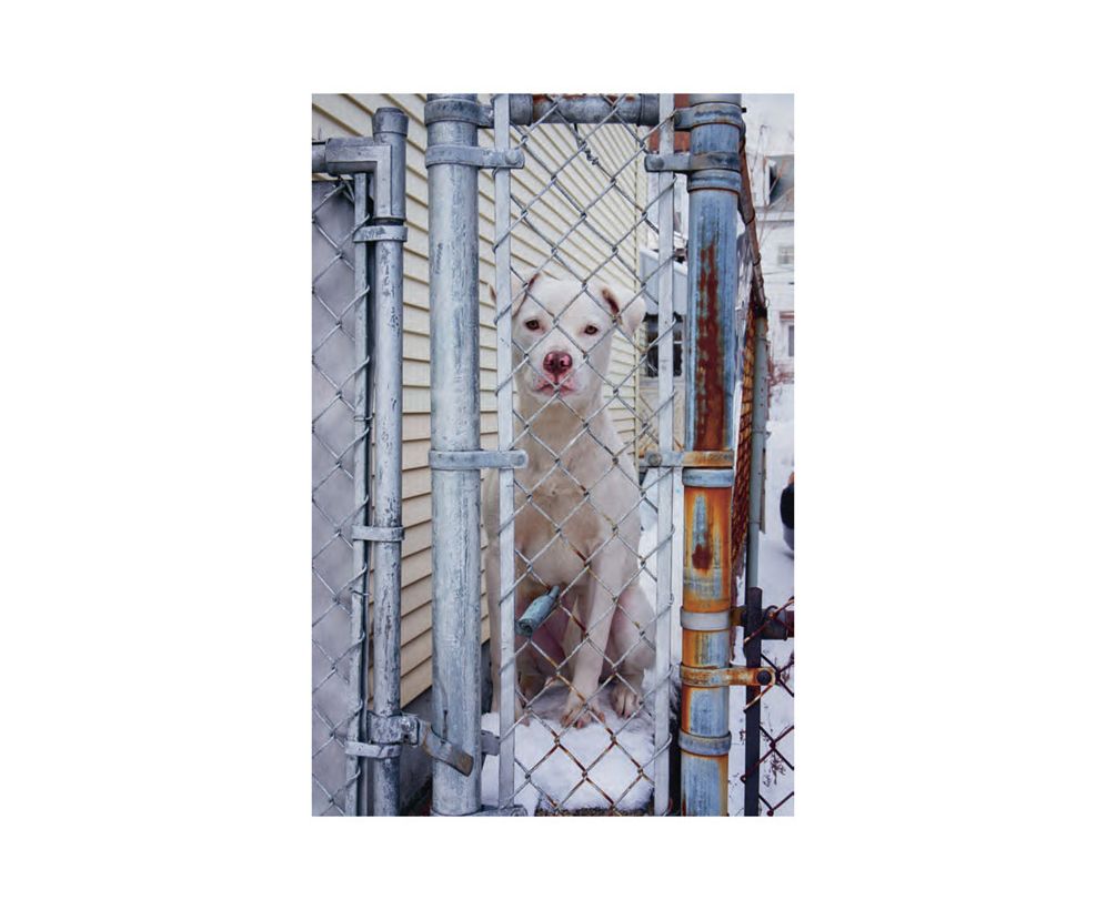 Ed Panar: Animals That Saw Me: Volume Two