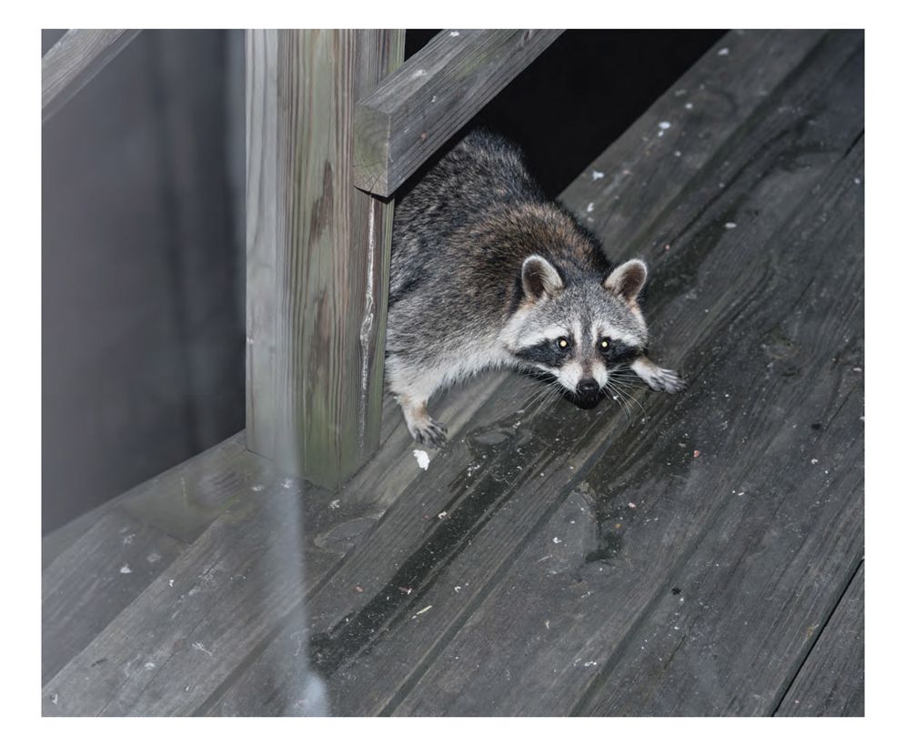 Ed Panar: Animals That Saw Me: Volume Two