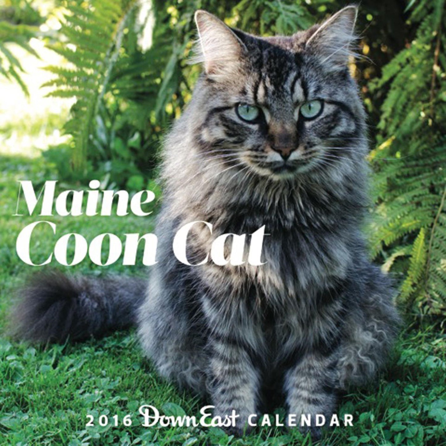 2016 Maine Coon Cat Down East Wall Calendar