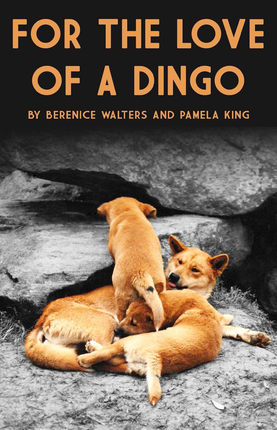 For the love of a Dingo