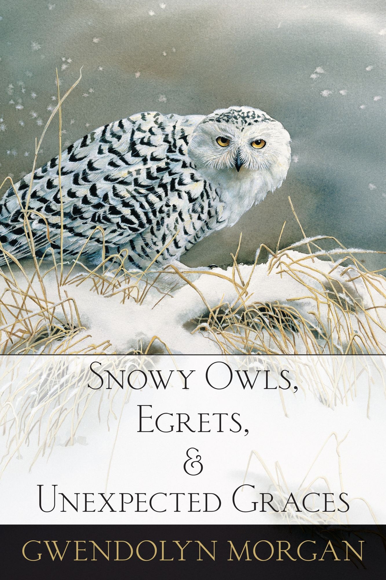 Snowy Owls, Egrets, and Unexpected Graces
