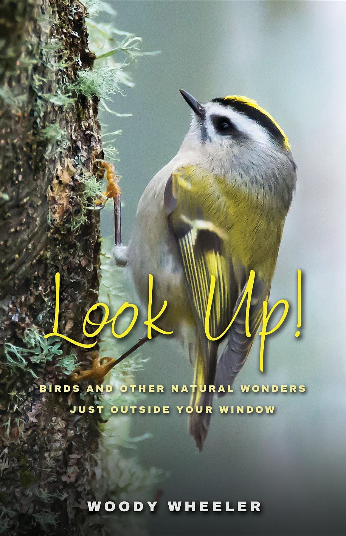 Look Up!: Birds and Other Natural Wonders Just Outside Your Window