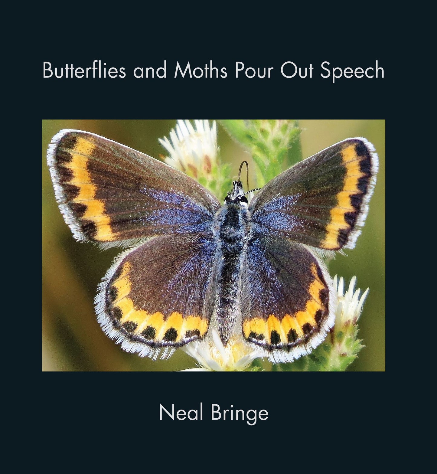 Butterflies and Moths Pour Out Speech