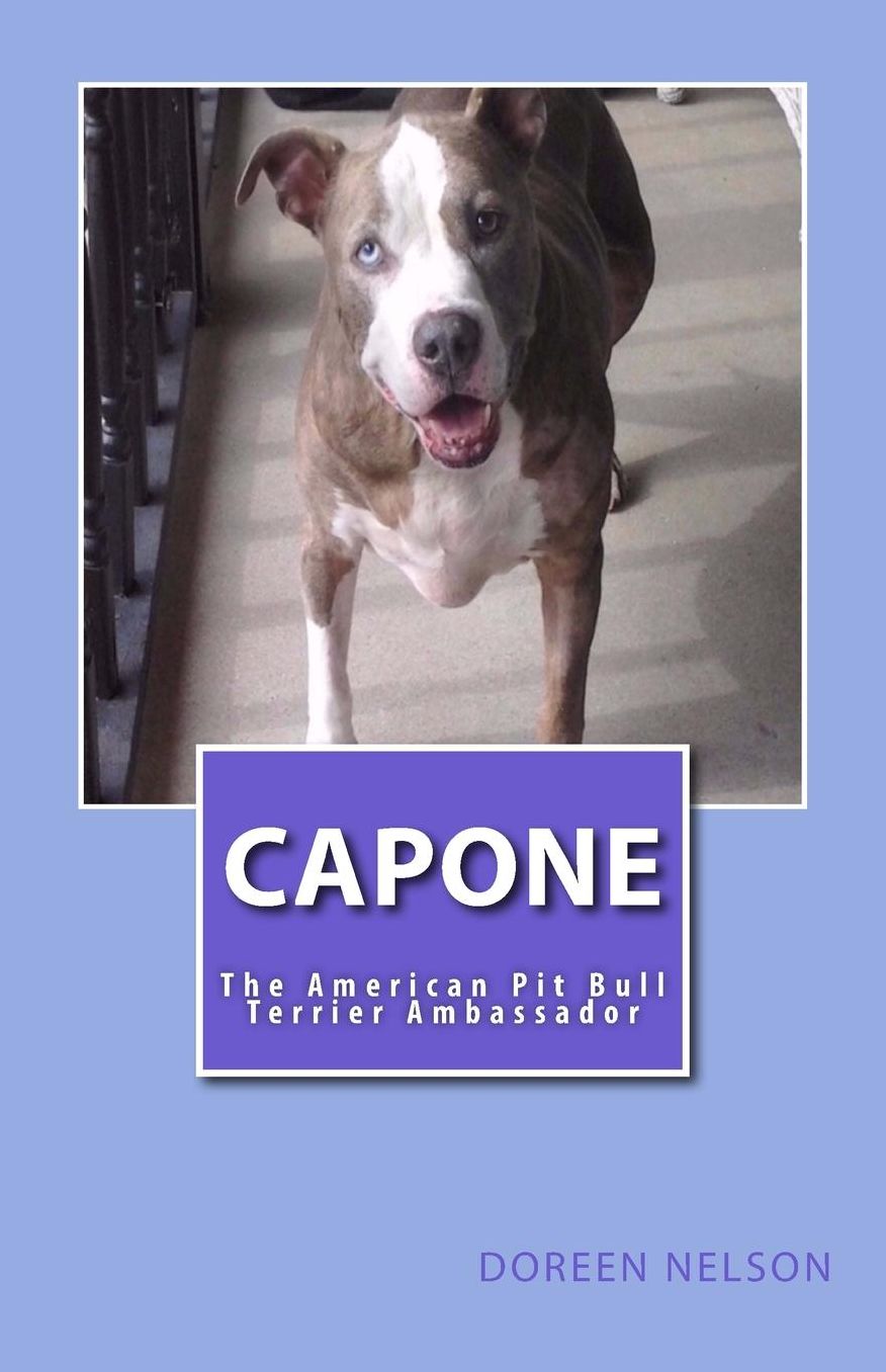 Capone: The American Pit Bull Ambassador