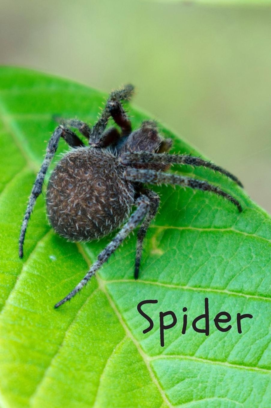 Spider: Animal Notebook for Kids, Notebook for Coloring Drawing and Writing (110 Pages, Unlined, 6 x 9) (Animal Glossy Notebook)