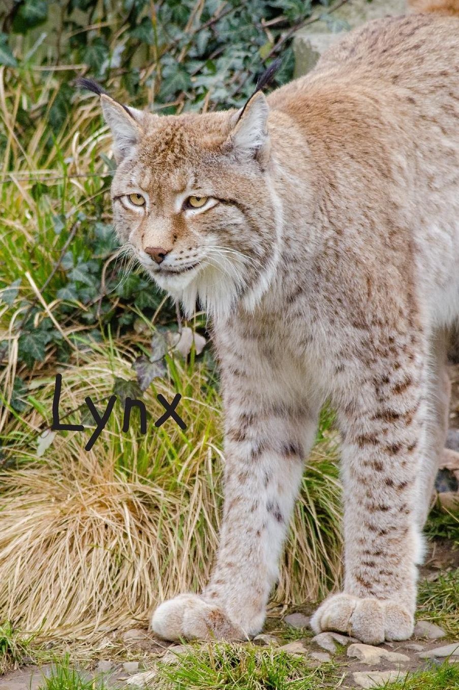 Lynx: Notebook, Journal, Diary (110 Pages, Unlined, 6 x 9) (Animal Glossy Notebook)
