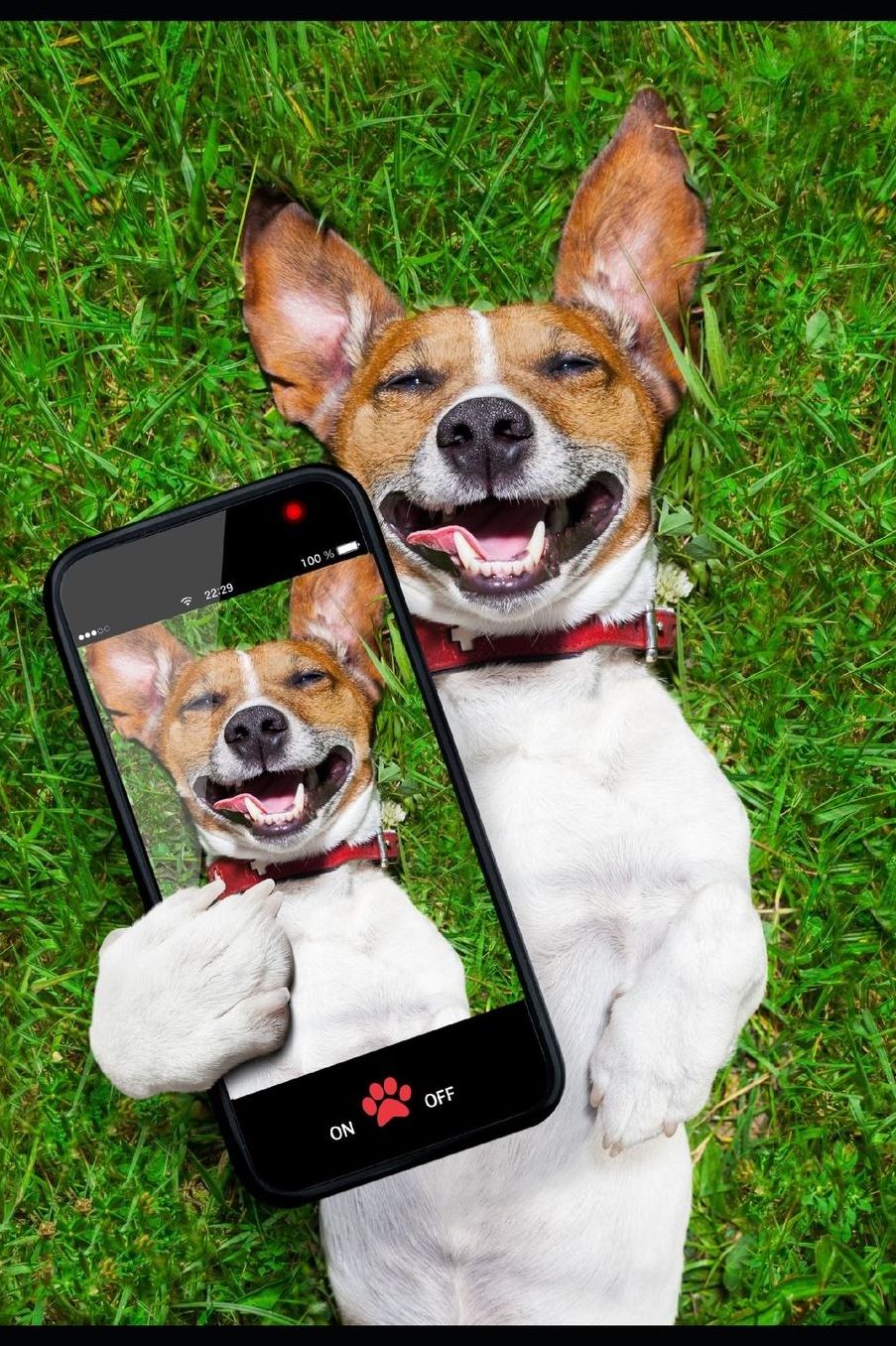 Selfies.........If You Don't Have a Smile I Will Give You One Of Mine: Get Well Soon, Feel Better Jack Russell Dog With Selfie. Funny Card & Gift/Present in One Blank Lined Notebook, Inspirational & Uplifting Quotes To Help Through Difficult Times
