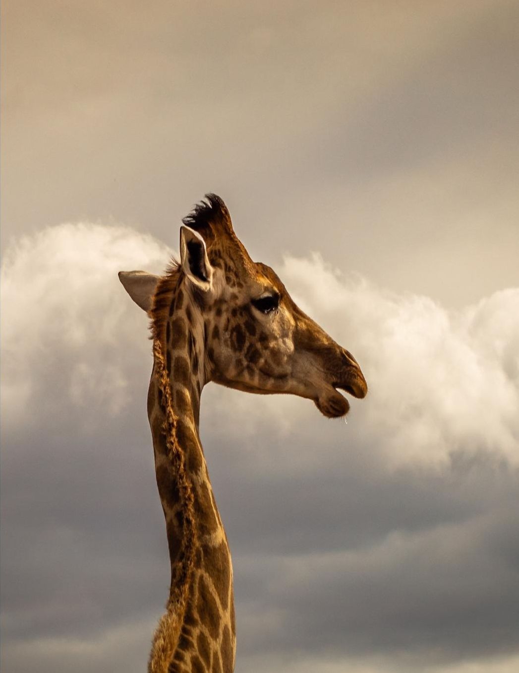 Composition Book: Giraffe Composition Book 8.5 x 11 College Ruled Line Paper with 200 pages (100 sheets)