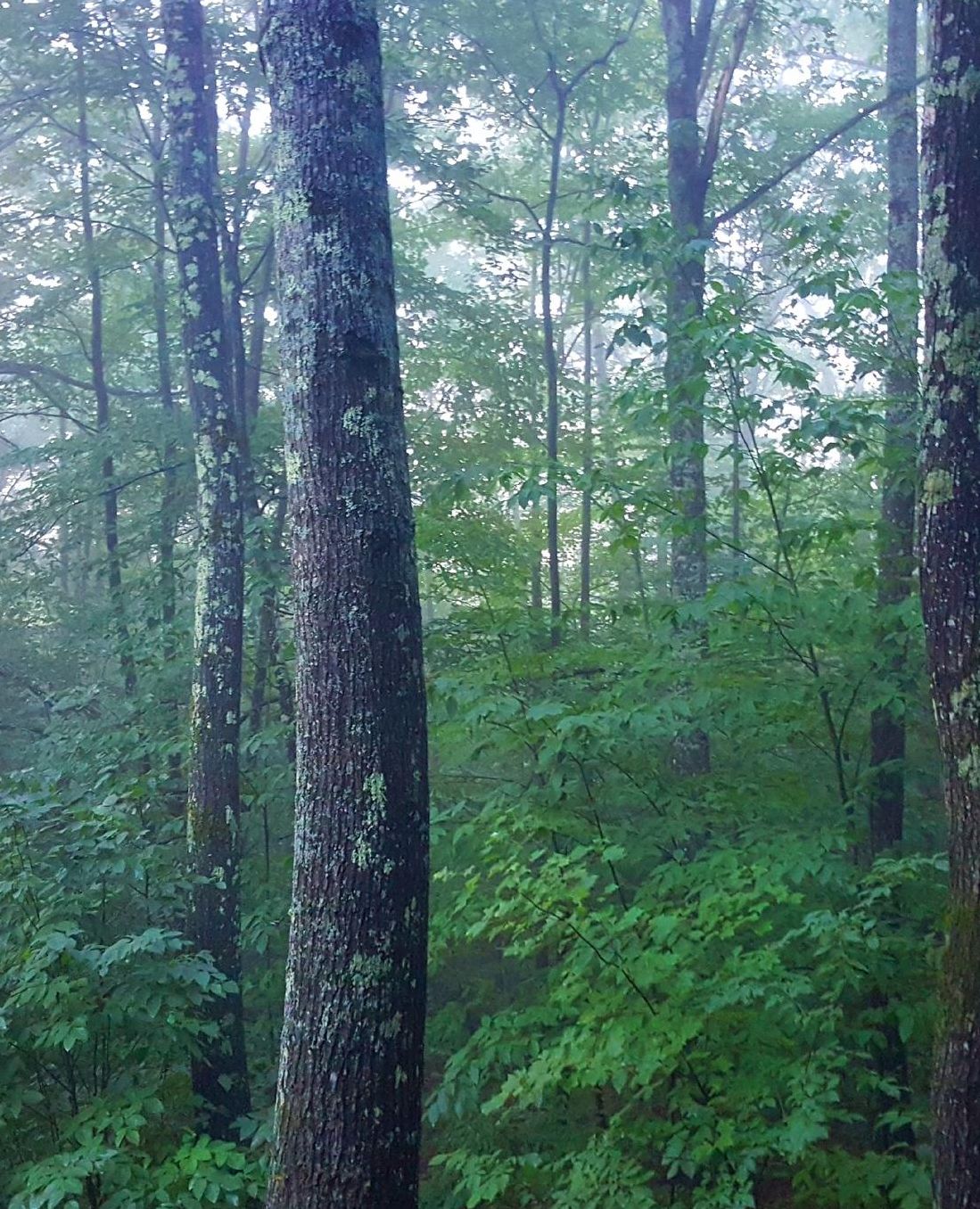 School Composition Book Woods Foggy Morning: Photo Covers Composition Books Notebooks (Notebook, Diary, Blank Book)