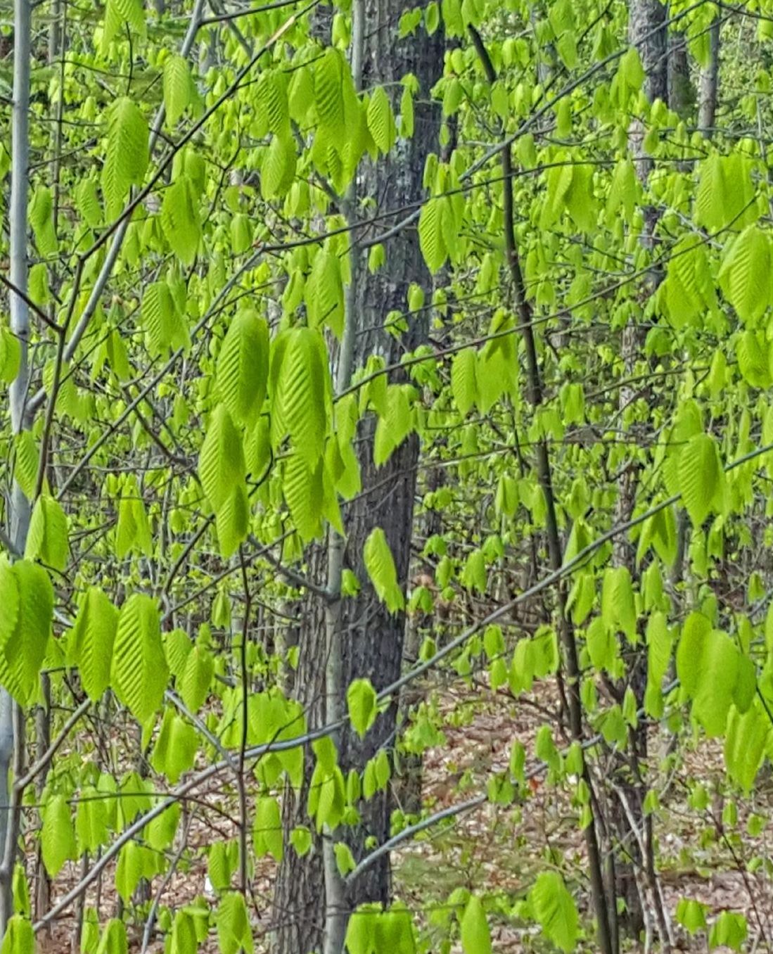 Spring Leaves Fill Forest School Composition Book: Photo Covers Composition Books Notebooks (Notebook, Diary, Blank Book)