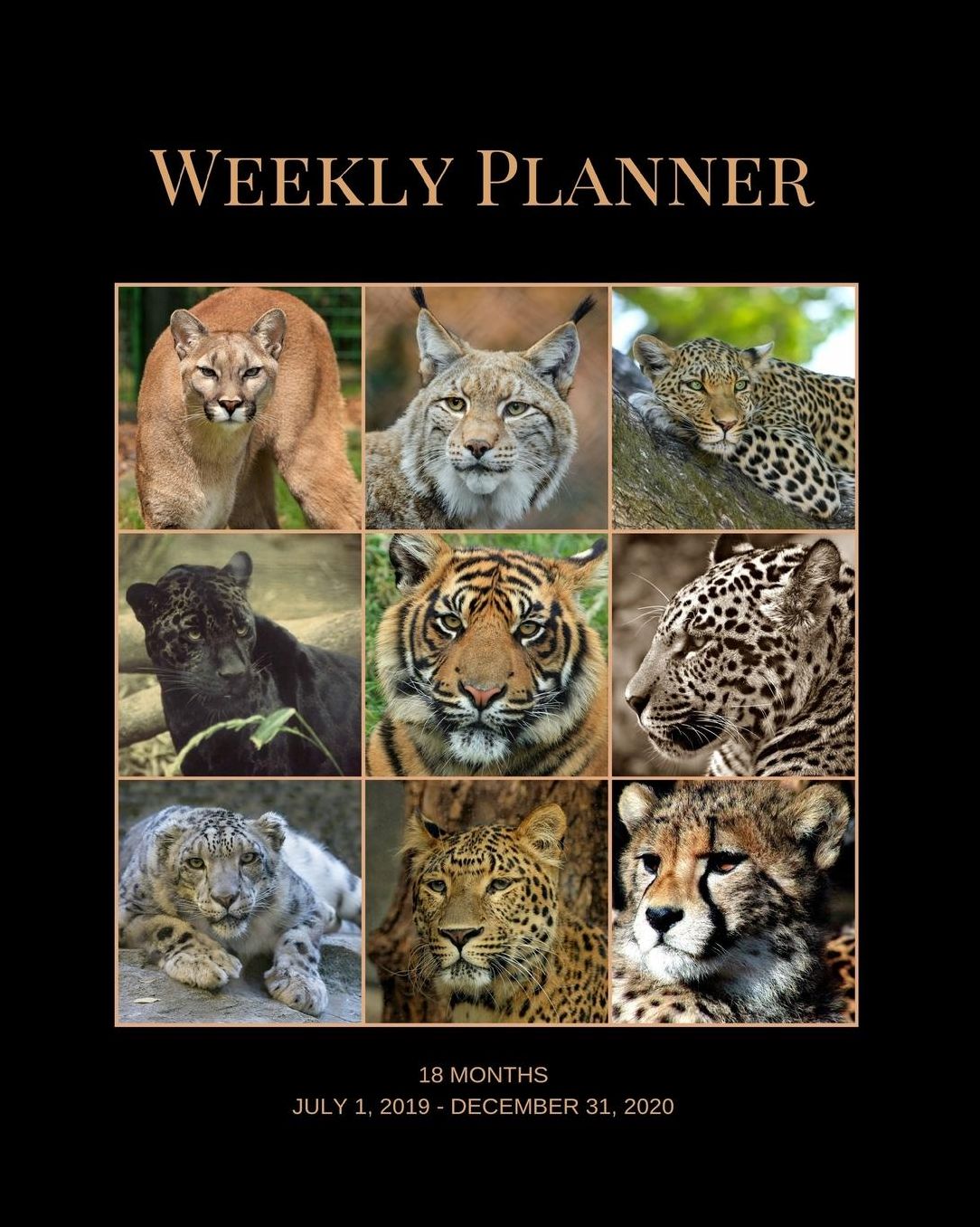 Weekly Planner: Big cats; 18 months; July 1, 2019 - December 31, 2020; 8 x 10