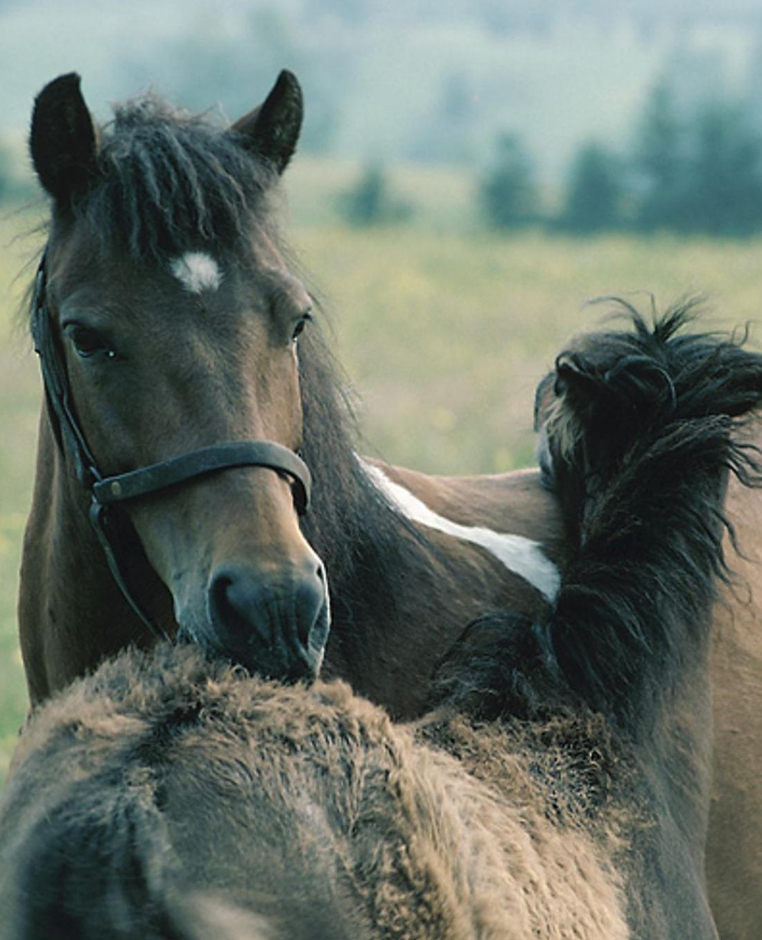 Horse Photo School Composition Book Equine Mare Foal Grooming Each Other: Horse Photo Equine Covers Composition Books Notebooks (Notebook, Diary, Blank Book)