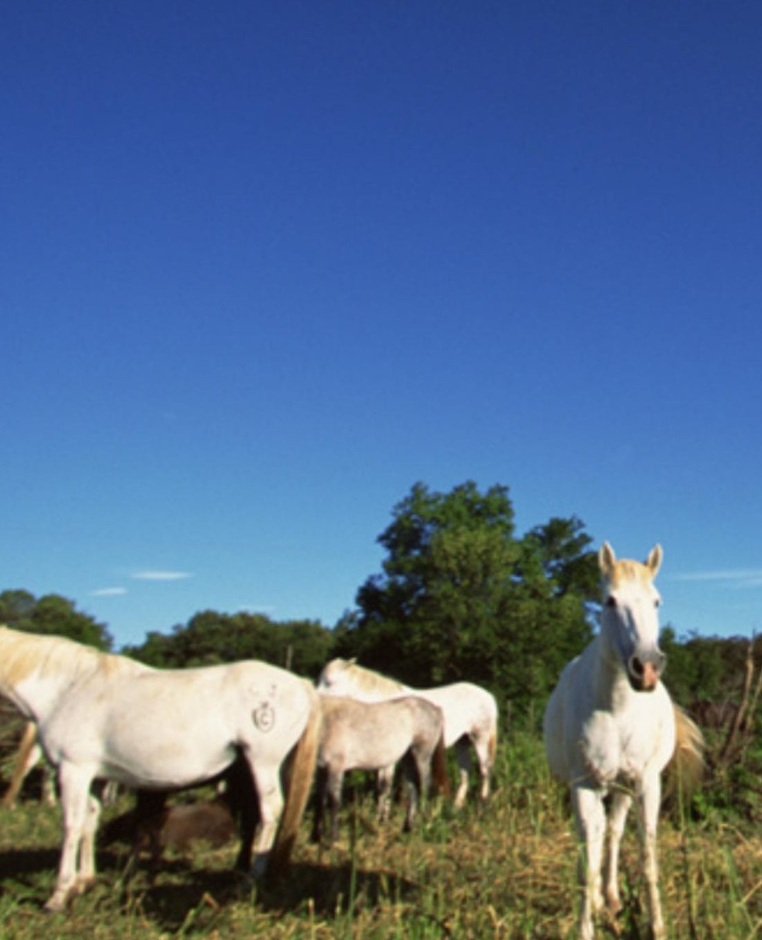 Horse Photo School Composition Book Equine White Horses Pasture: Horse Photo Equine Covers Composition Books Notebooks (Notebook, Diary, Blank Book)