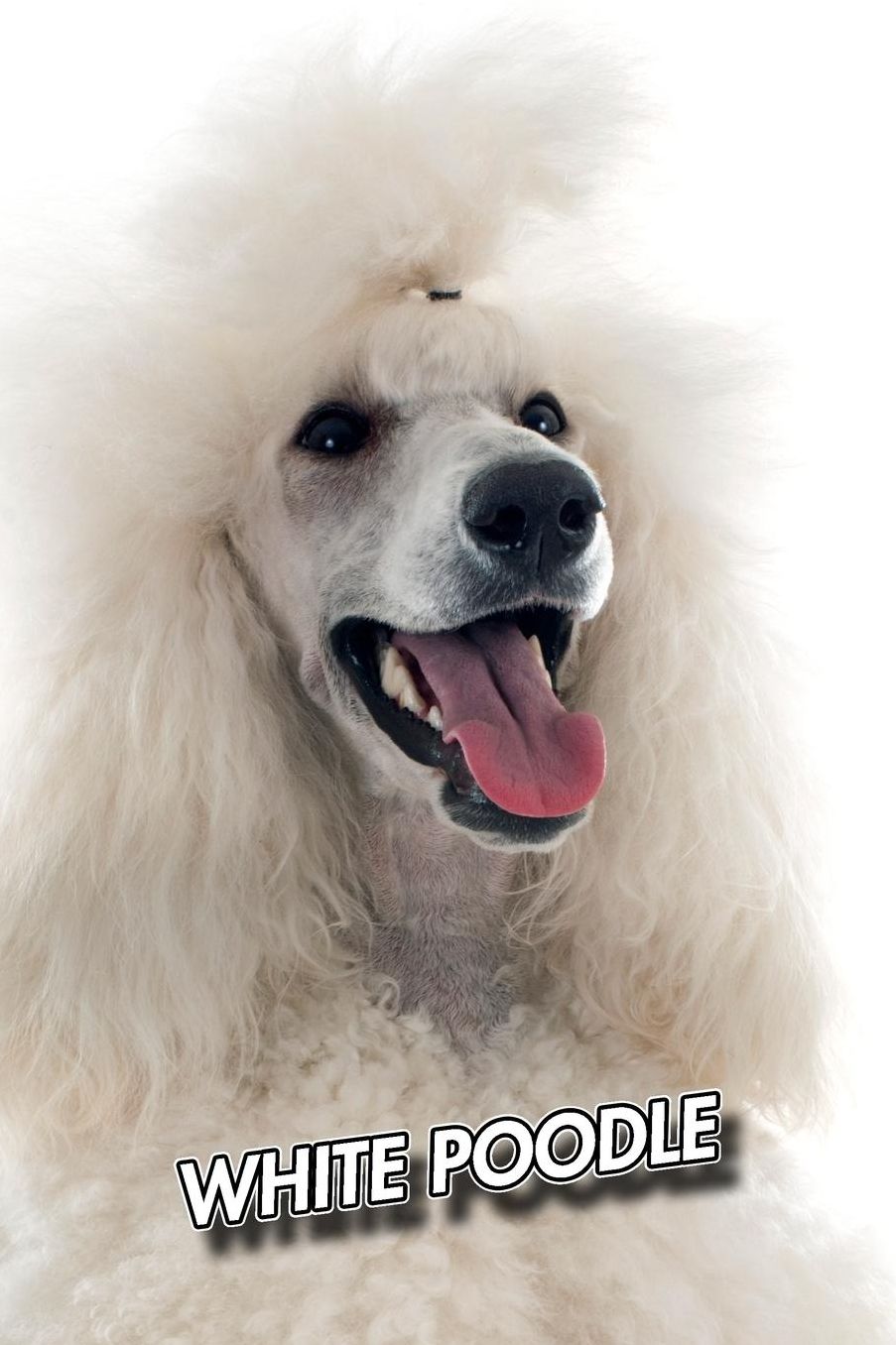 White Poodle: Unlined Notebook 150 Blank Pages 6 x 9 in. Sketchbook Multi-Purpose Unruled Journal Plain Diary Agenda Composition Book Drawing Book