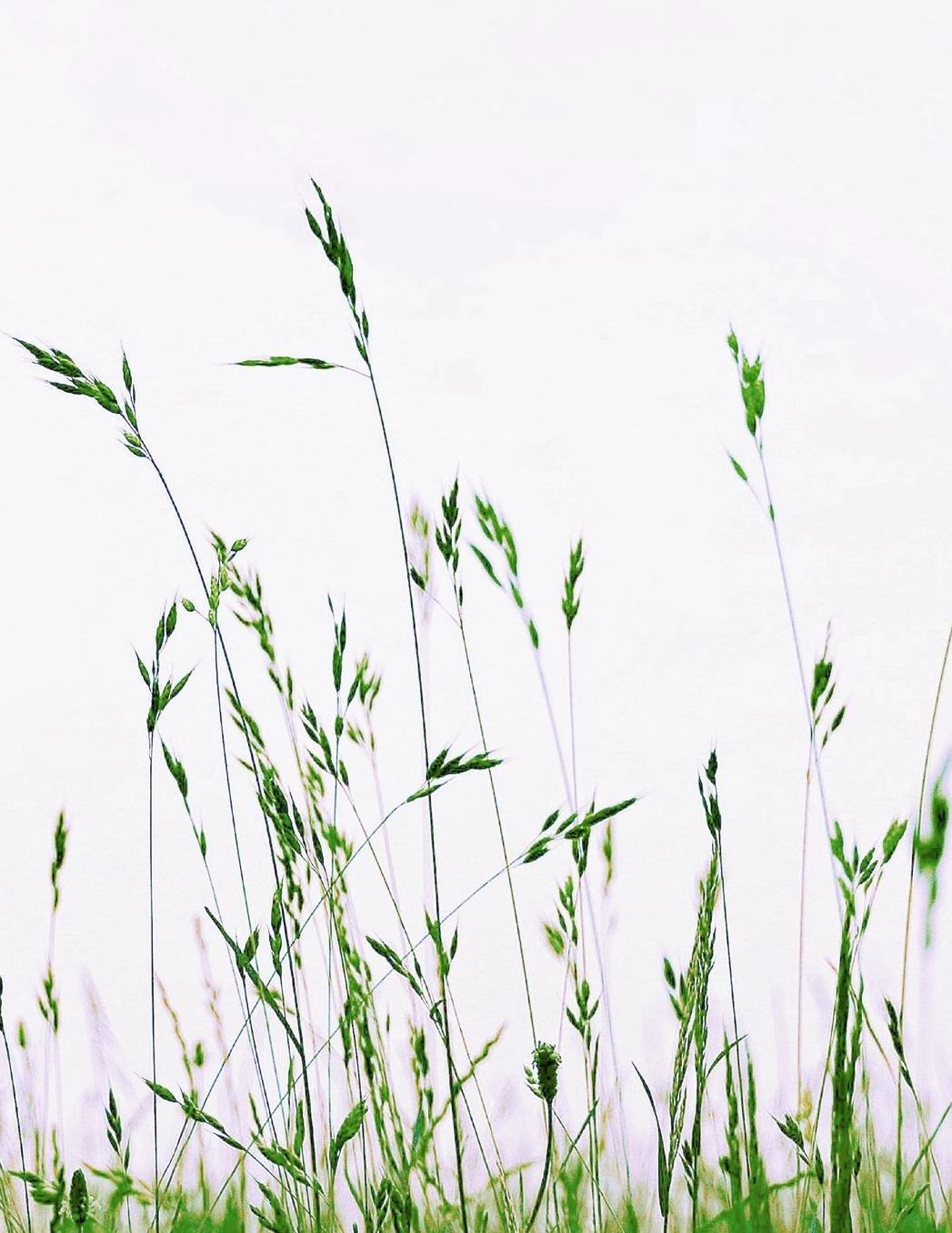 Notebook: Meadow Grass Nature Green Summer Blades of Grass 8.5 x 11 150 Ruled Pages